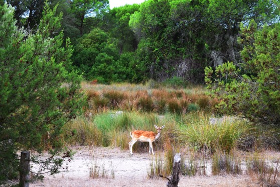 ciervos en Doñana